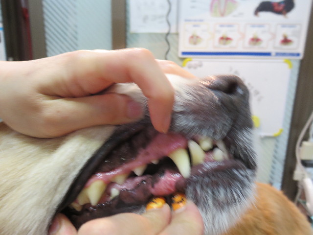 ファイル 4587-5.jpg