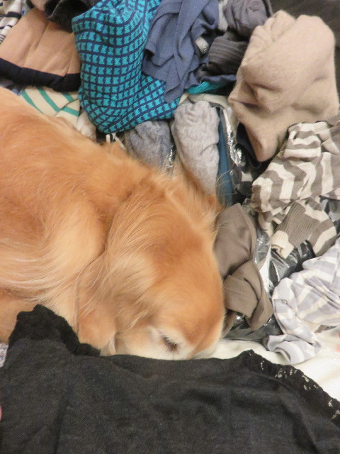 ファイル 4591-1.jpg