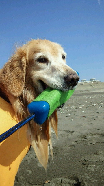 ファイル 4592-3.jpg