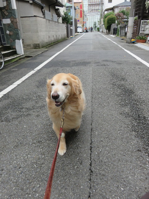 ファイル 4596-1.jpg