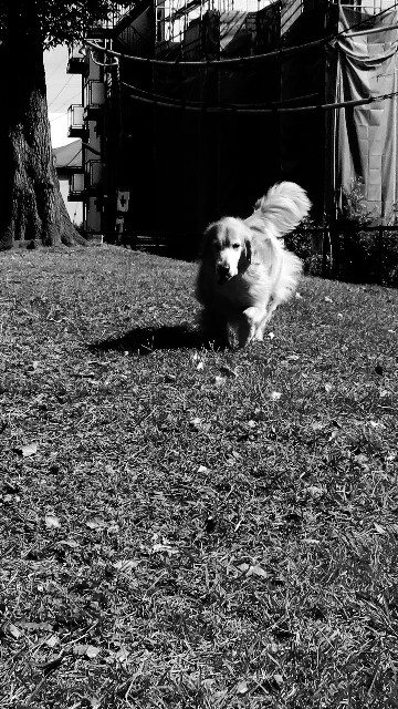 ファイル 4603-4.jpg