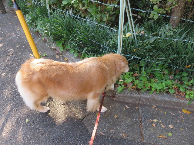 ファイル 4605-3.jpg