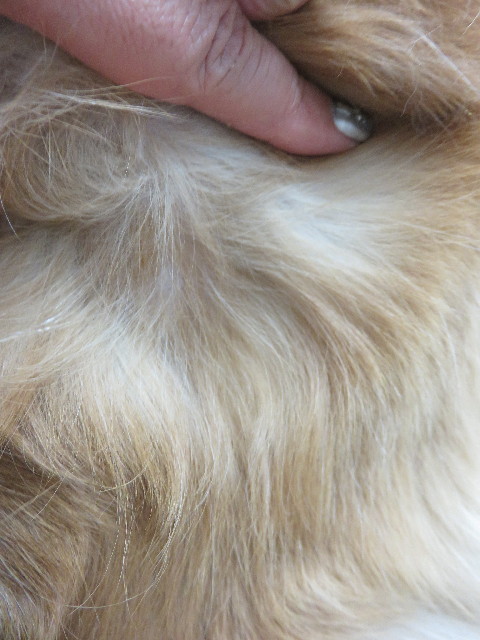 ファイル 4606-3.jpg