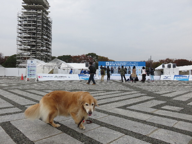 ファイル 4609-3.jpg