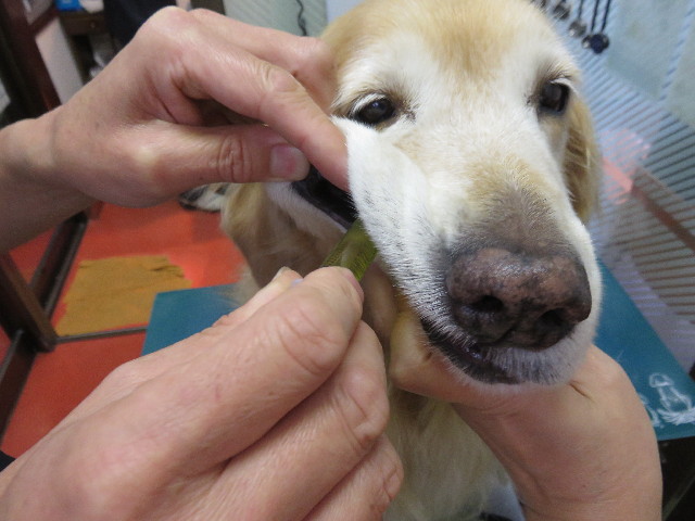 ファイル 4610-2.jpg