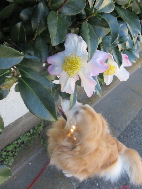 ファイル 4616-4.jpg