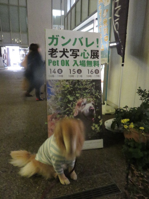 ファイル 4617-1.jpg