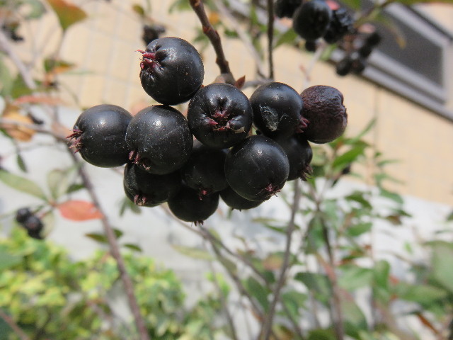 ファイル 4620-4.jpg