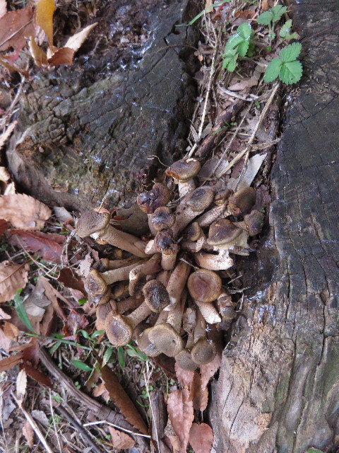 ファイル 4620-5.jpg