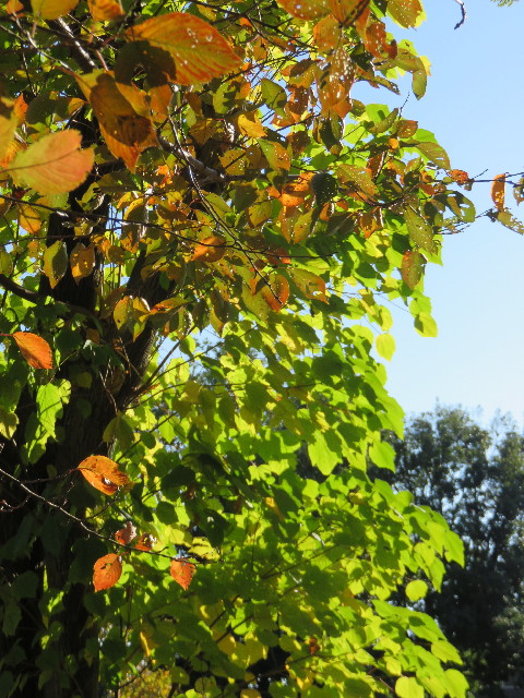 ファイル 4623-2.jpg