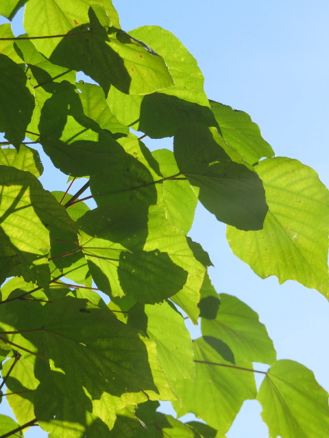 ファイル 4623-3.jpg