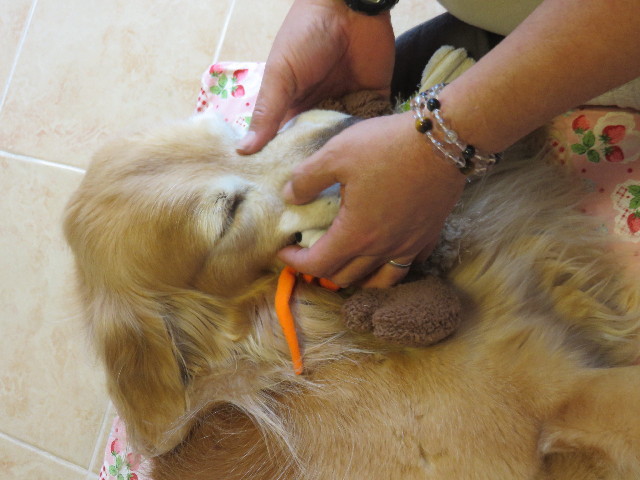 ファイル 4626-4.jpg