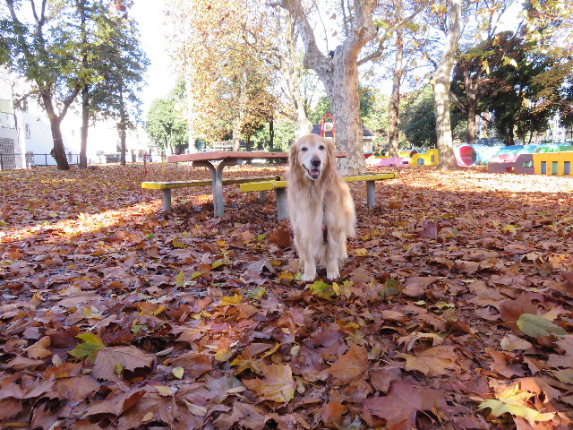 ファイル 4632-1.jpg