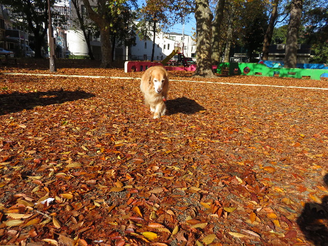 ファイル 4632-4.jpg