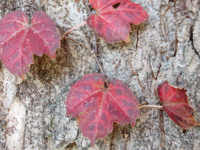 ファイル 4633-4.jpg