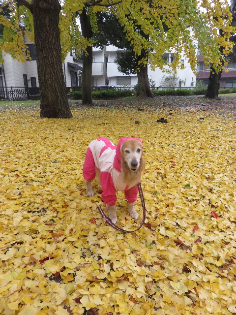 ファイル 4636-5.jpg