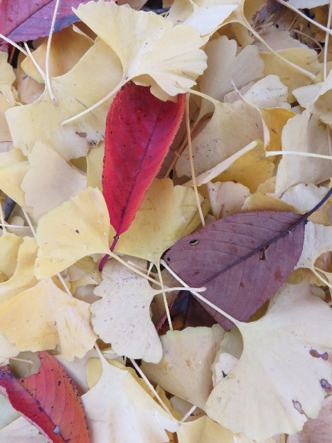 ファイル 4640-4.jpg