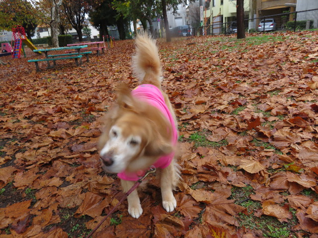 ファイル 4641-1.jpg