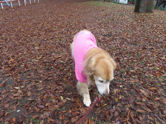 ファイル 4641-2.jpg