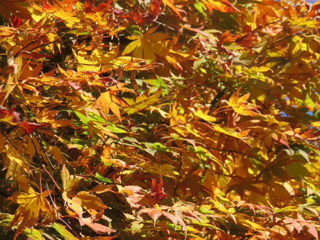 ファイル 4647-5.jpg