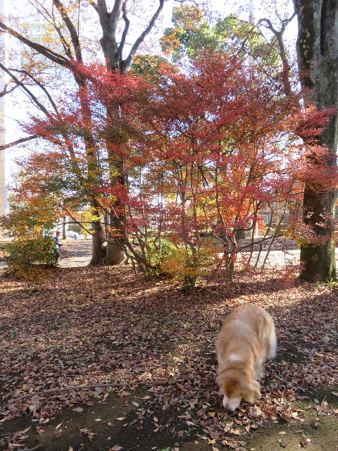 ファイル 4648-1.jpg