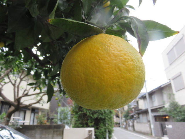 ファイル 4659-3.jpg