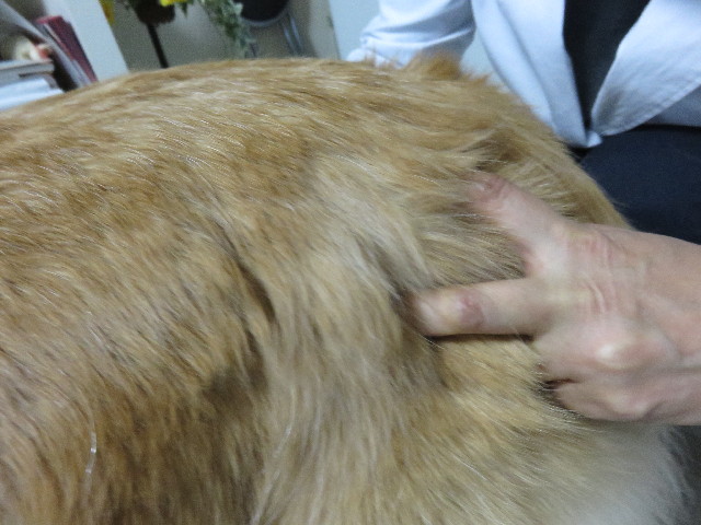 ファイル 4661-3.jpg