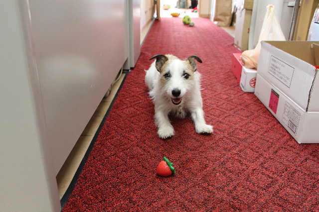 ファイル 4662-2.jpg