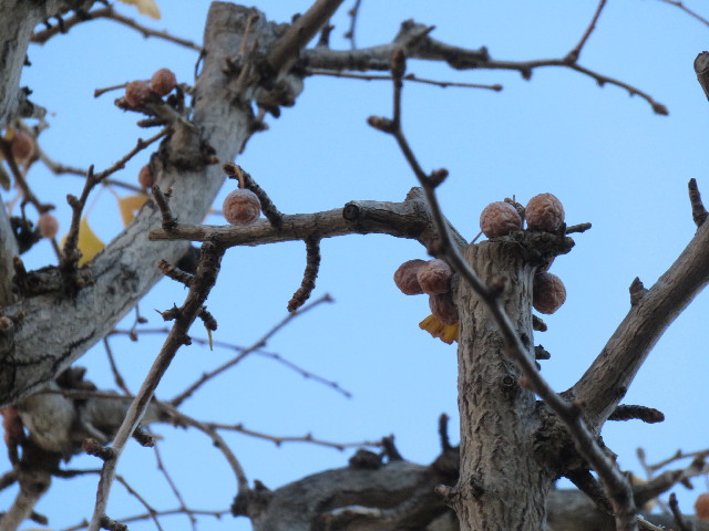 ファイル 4664-1.jpg