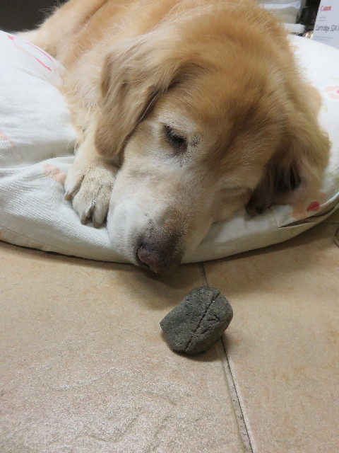 ファイル 4664-5.jpg