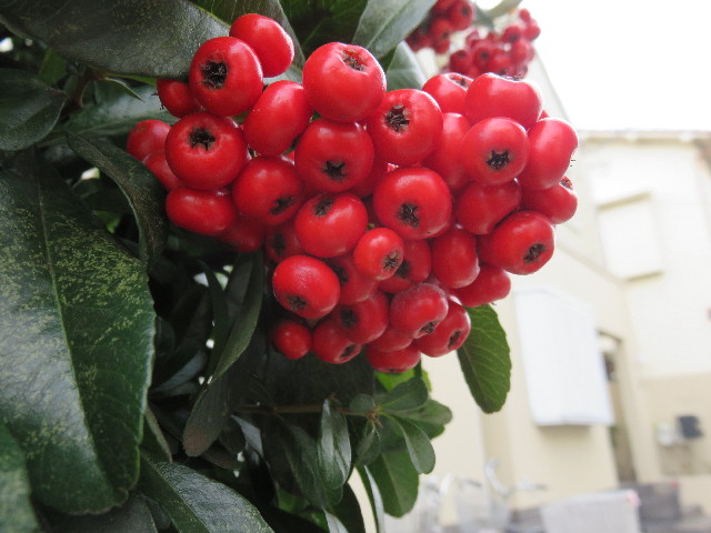 ファイル 4674-4.jpg