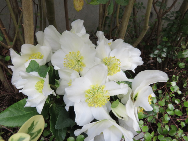 ファイル 4674-5.jpg