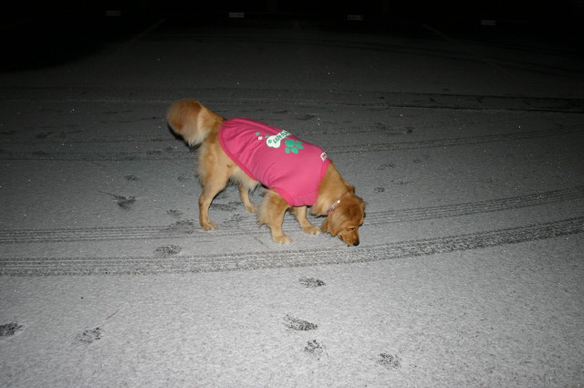 ファイル 472-1.jpg