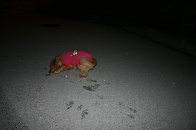 ファイル 472-2.jpg