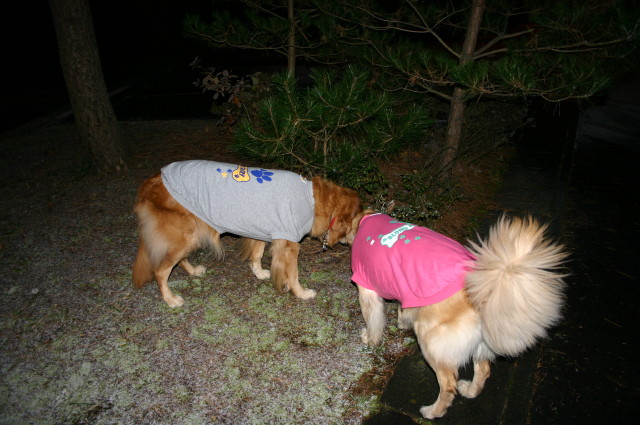 ファイル 472-3.jpg