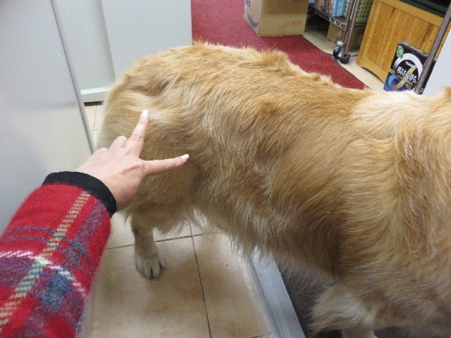 ファイル 4721-1.jpg