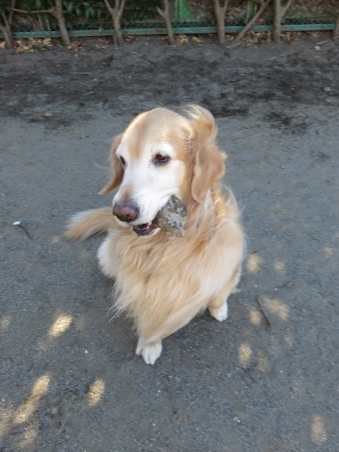 ファイル 4733-4.jpg