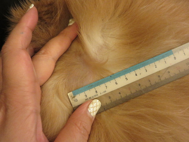 ファイル 4736-3.jpg