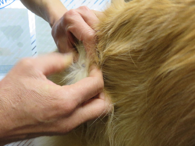 ファイル 4742-3.jpg