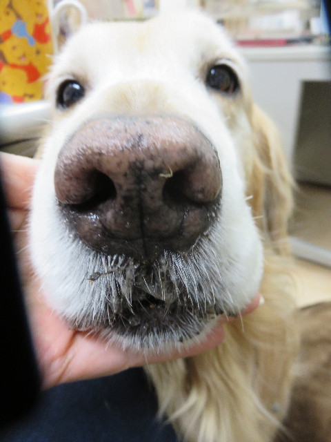 ファイル 4743-5.jpg