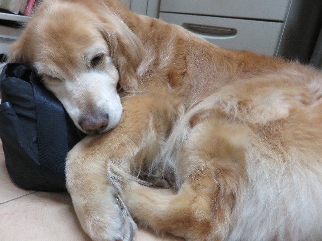 ファイル 4745-3.jpg