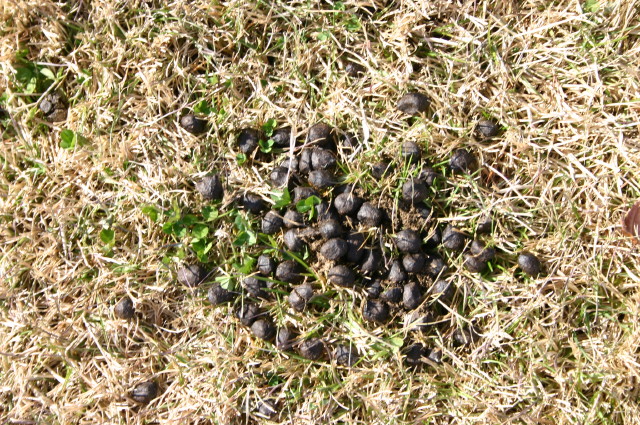 ファイル 475-2.jpg