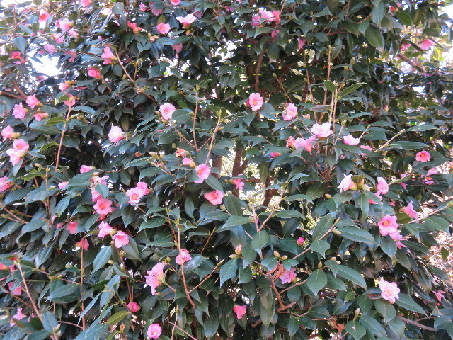 ファイル 4750-2.jpg