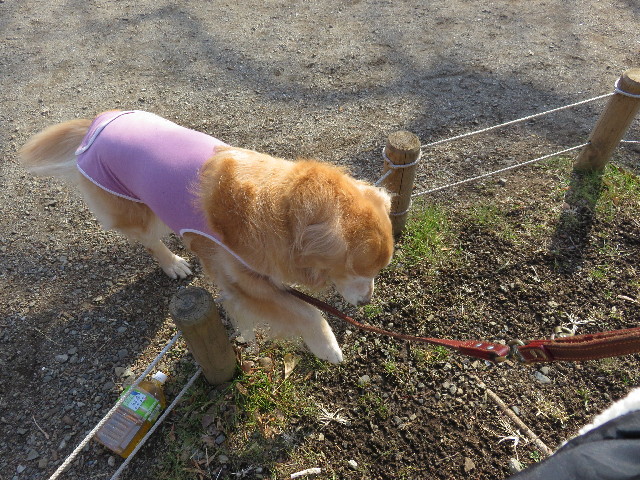 ファイル 4752-2.jpg