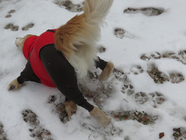 ファイル 4763-2.jpg