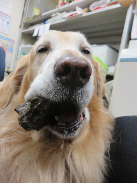 ファイル 4765-2.jpg