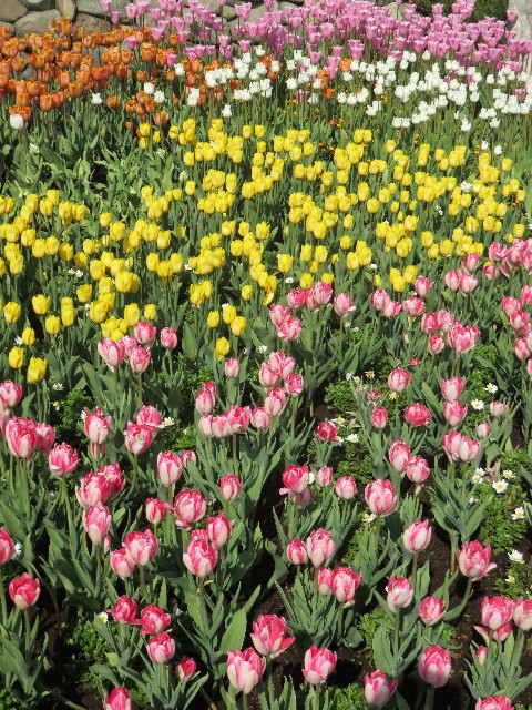 ファイル 4766-1.jpg