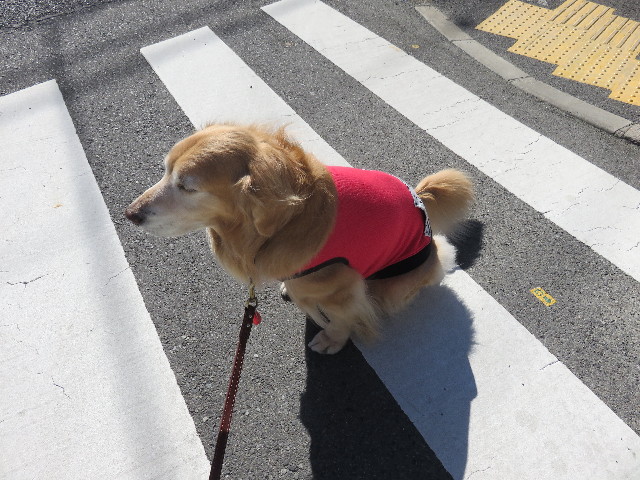 ファイル 4767-1.jpg