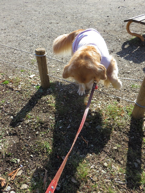 ファイル 4768-5.jpg