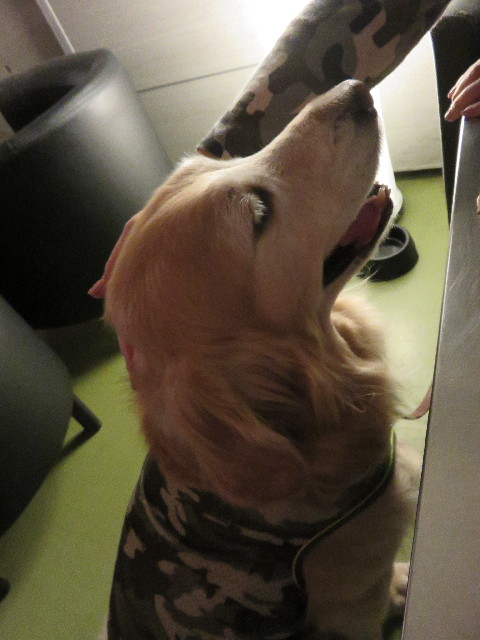 ファイル 4774-1.jpg